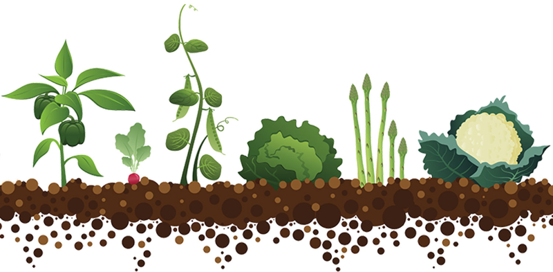 Грядка рисунок