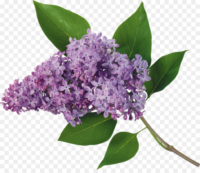 Сирень пятилистник