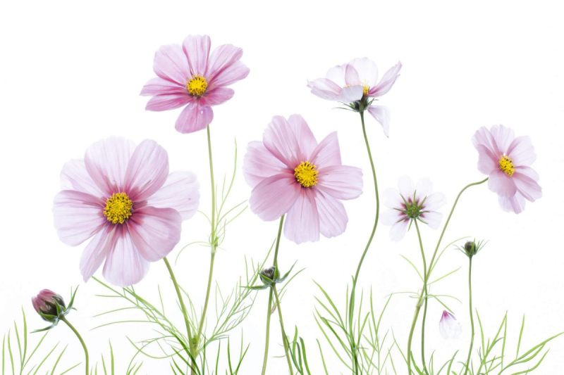 Космея Луговая