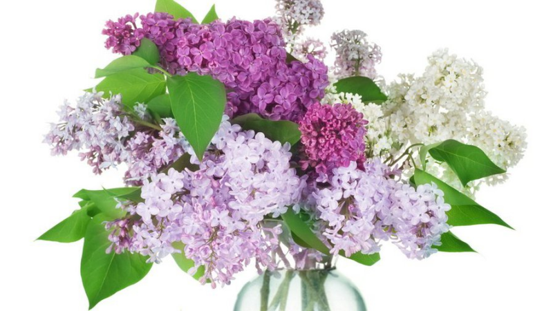 Букет "белая сирень"