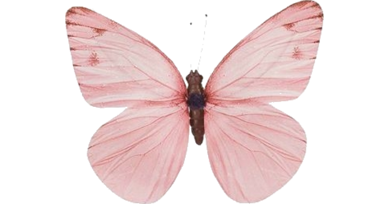 Бабочки бледно розовые на белом фоне