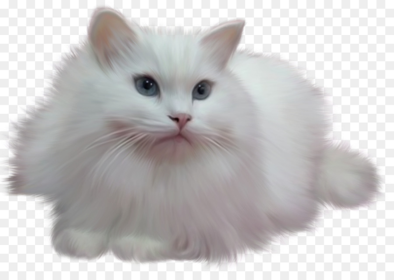 Котик на прозрачном фоне