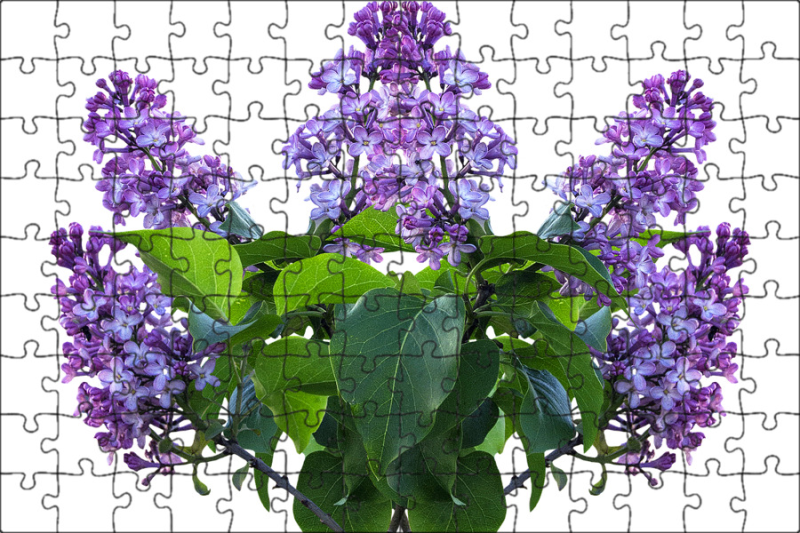 Сирень сиреневая куст