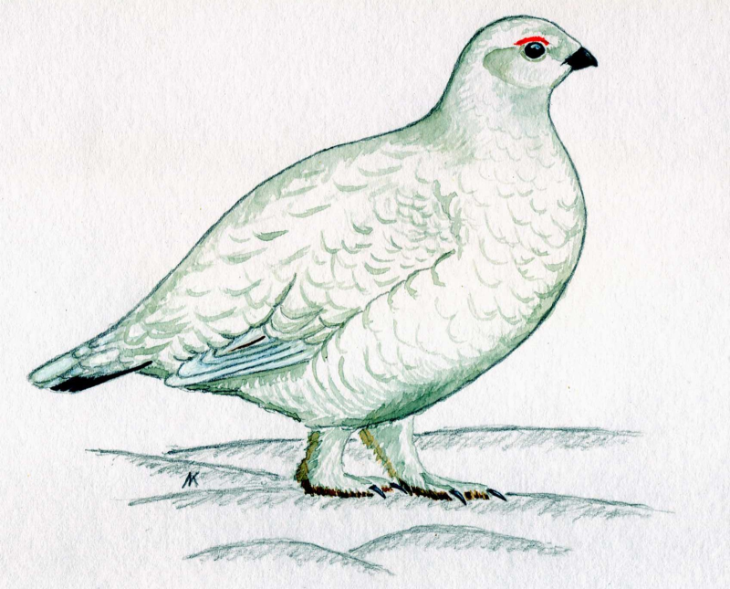 Белая Полярная куропатка