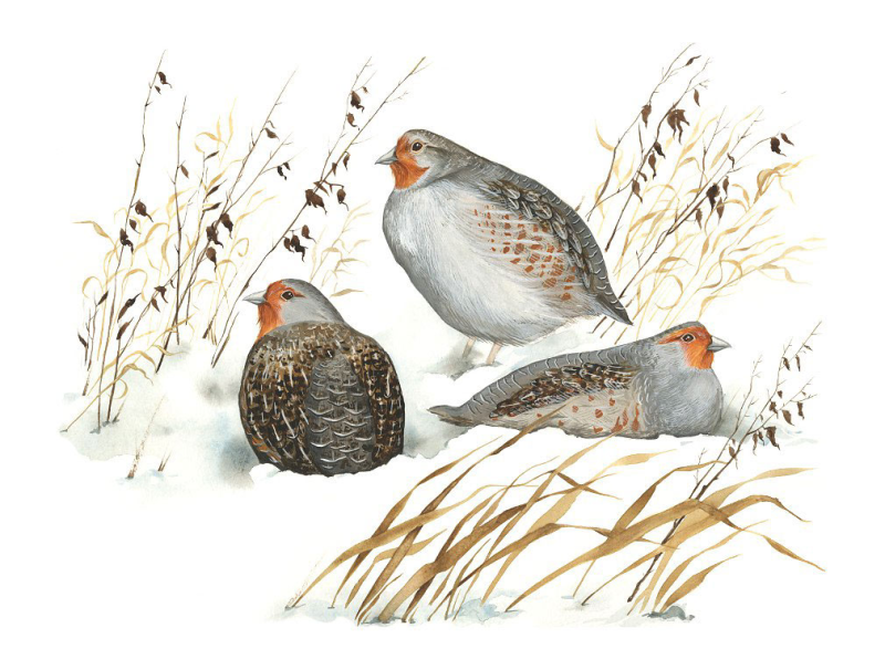 Серая куропатка на белом фоне