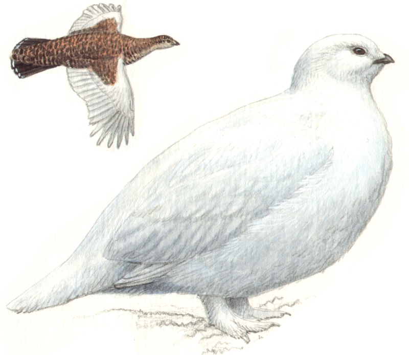 Среднерусская белая куропатка