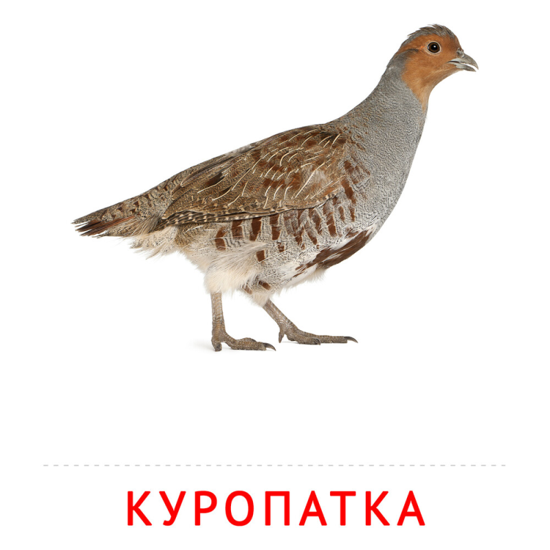 Серая куропатка на белом фоне