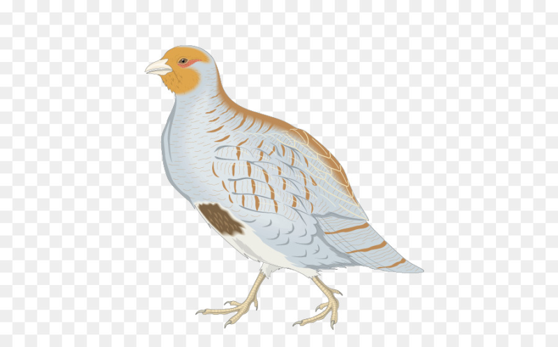 Куропатка без фона