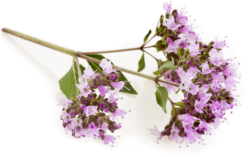 Чабрец и зизифора