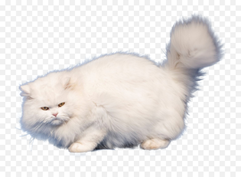 Пушистый кот на прозрачном фоне