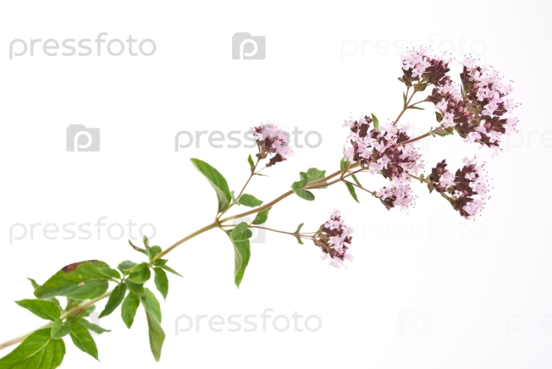 Чабрец и зизифора