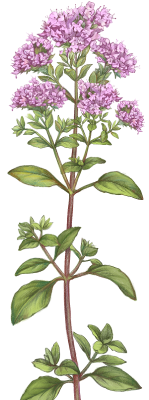 Душица обыкновенная куст