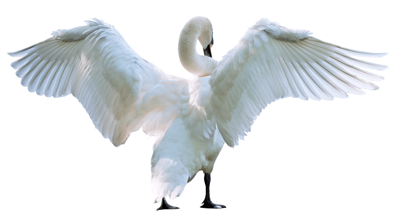 Красивые птицы на белом фоне