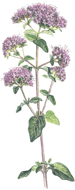 Душица вектор