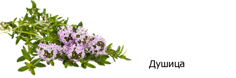 Душица на белом фоне