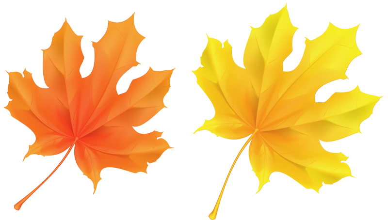 Кленовый лист