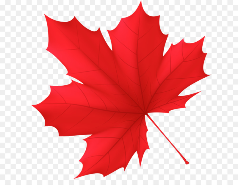 Осенний кленовый листок