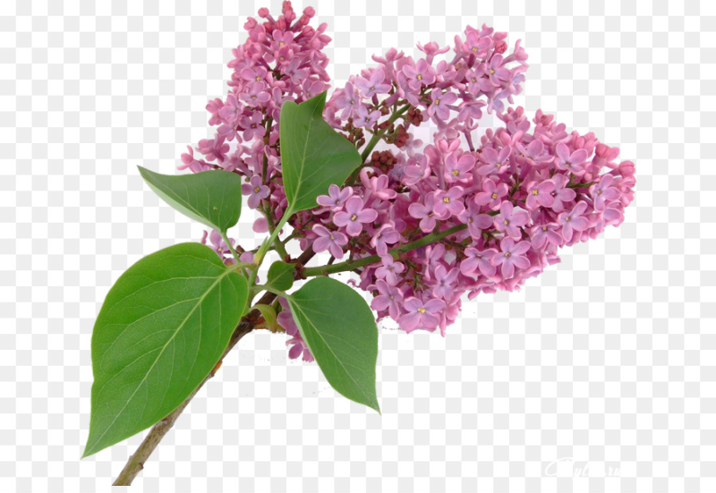 Сирень обыкновенная Бьяла Анна