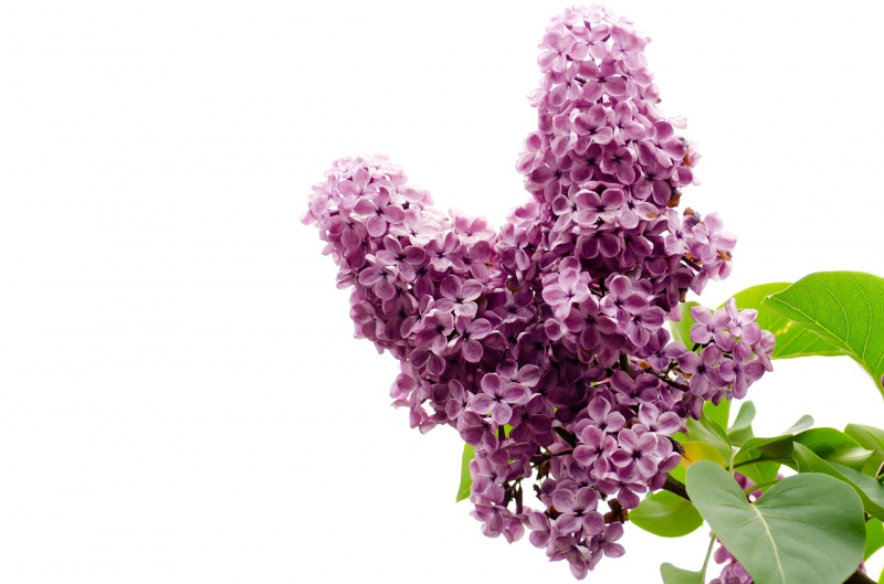 Флауэр Сити сирень