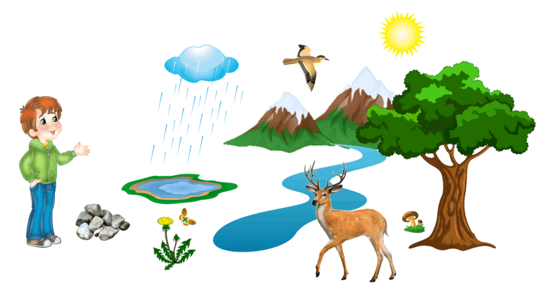 Что такое природа для дошкольников