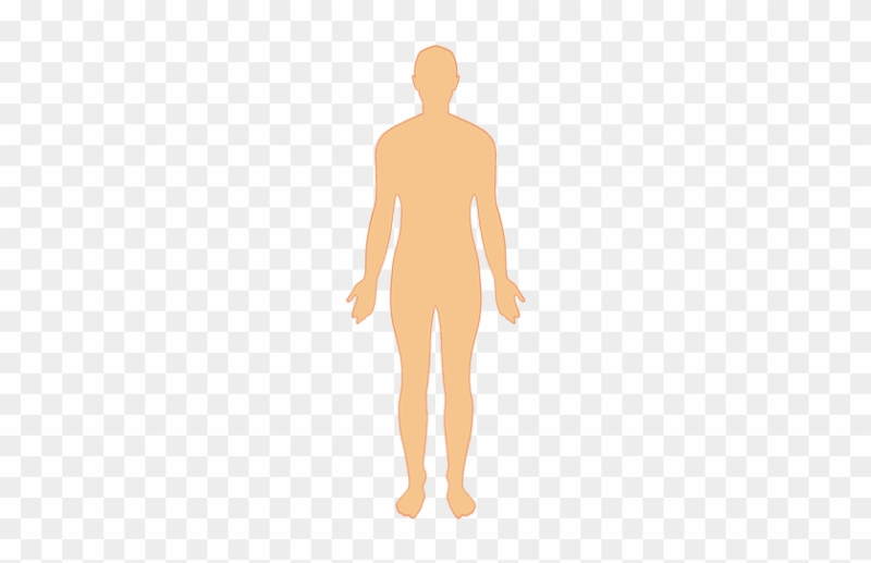 Тело человека