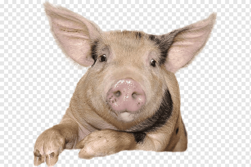 Морда свиньи