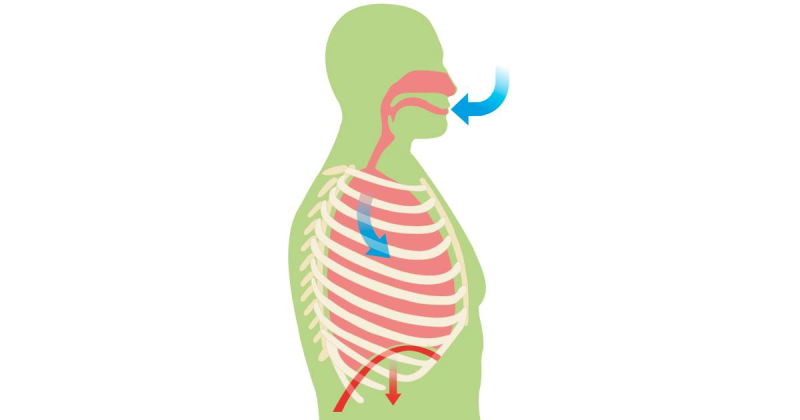 Дыхание картинки