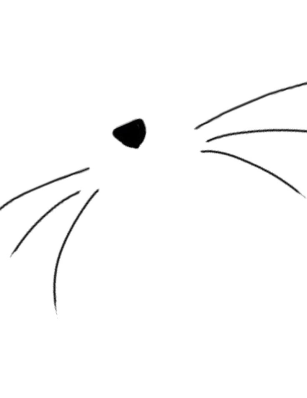 Нос и усы кота