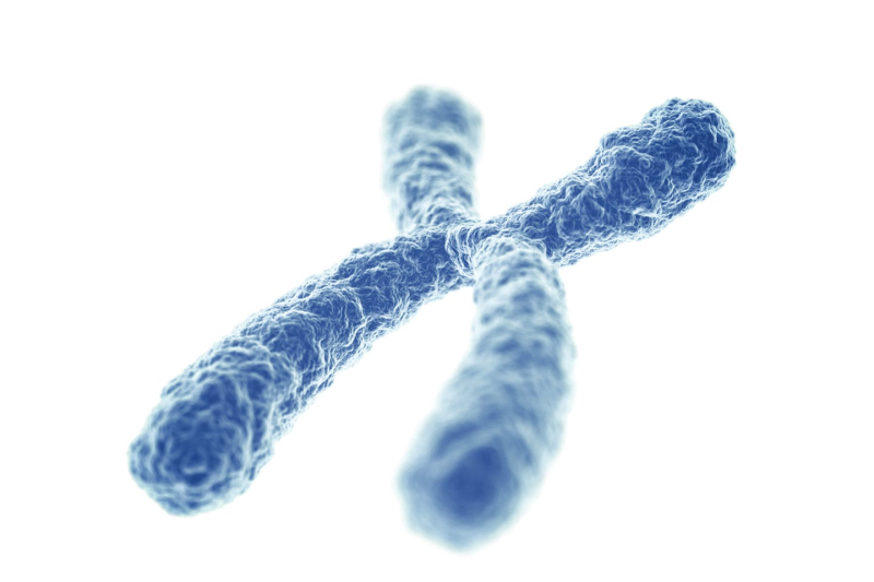 Хромосома на белом фоне