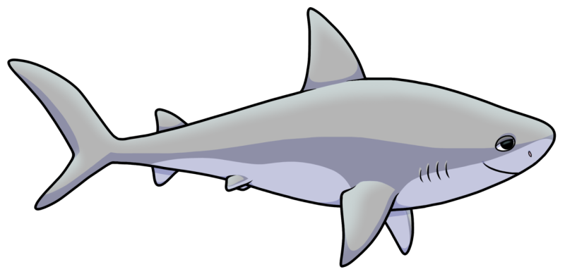 Акула без фона