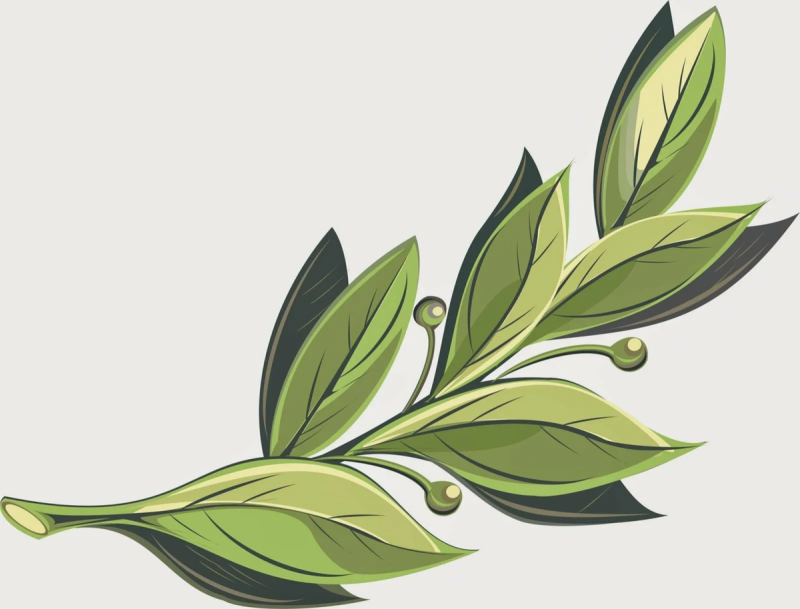 Ветка Лавра Treez