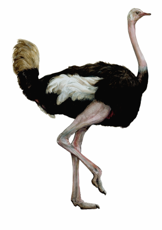 Африканский страус