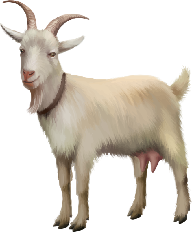 Коза на прозрачном фоне