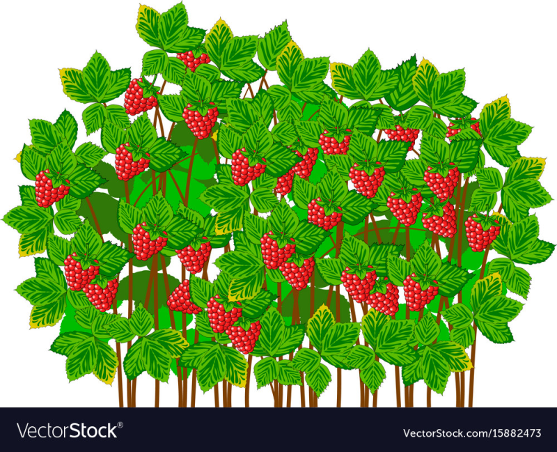 Куст малины референс