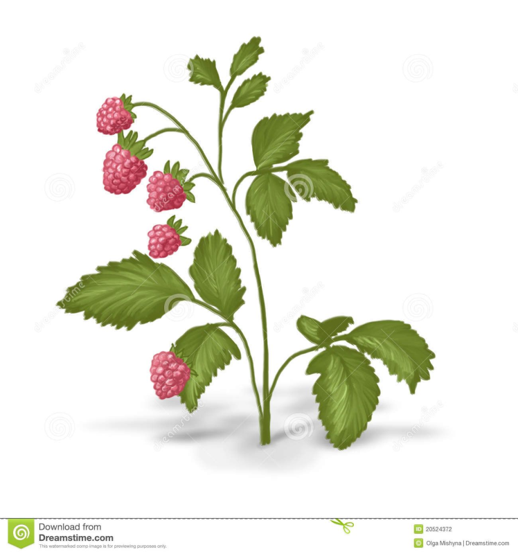 Куст малины для детей