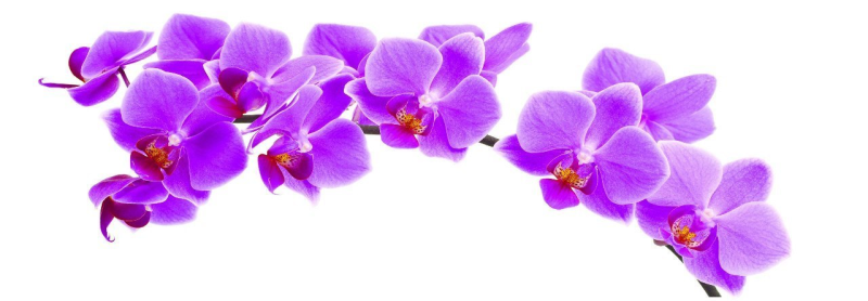 Орхидея фиолетовая