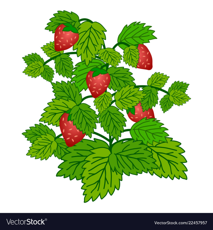 Малина рисунок для детей