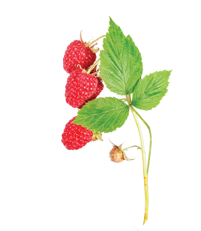 Ветка малины