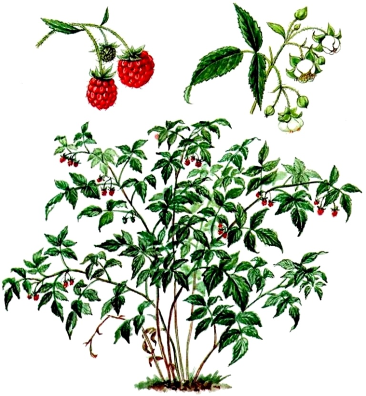 Кустарник шиповник малина