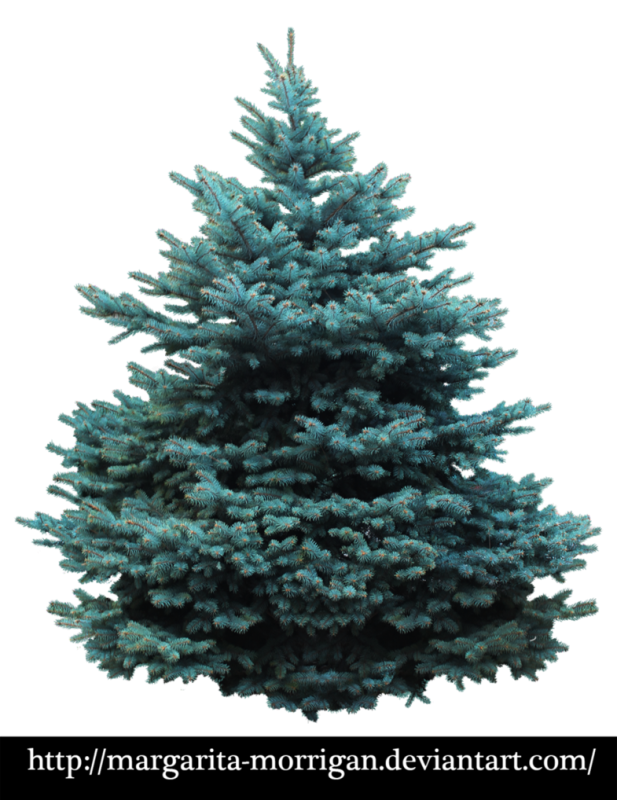 Ель Сибирская Глаука