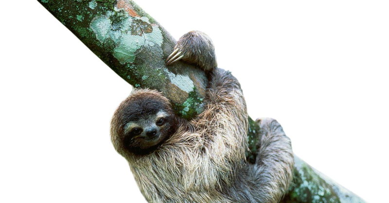 Ленивец мультяшный