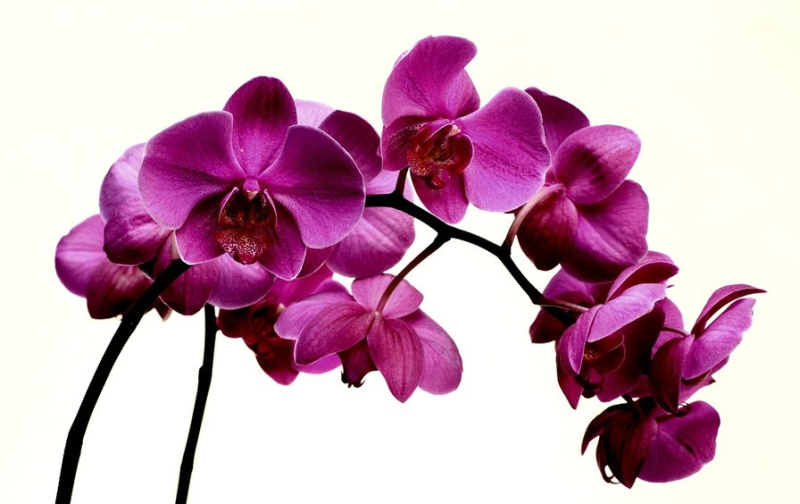 Орхидея Шэньчжэнь-Нонгке