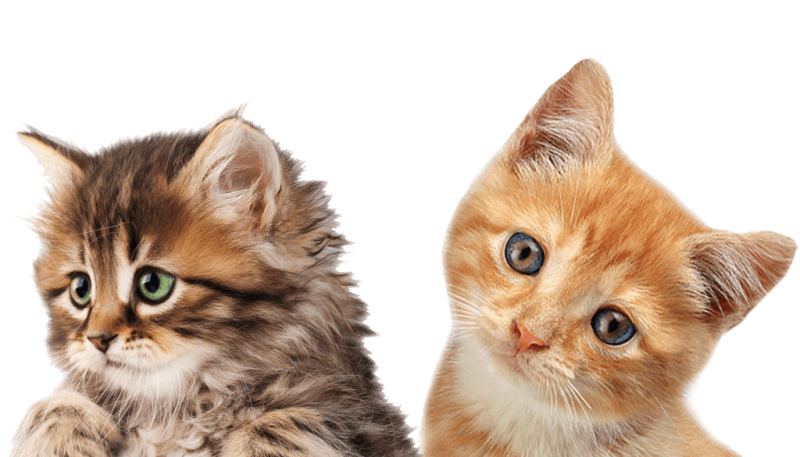 Котенок без фона