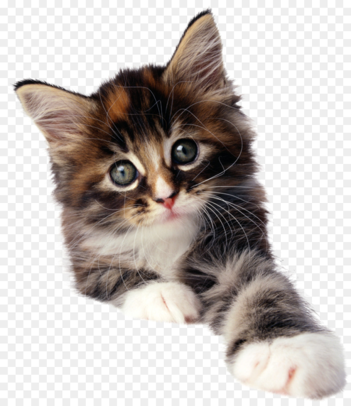 Кошечка на белом фоне