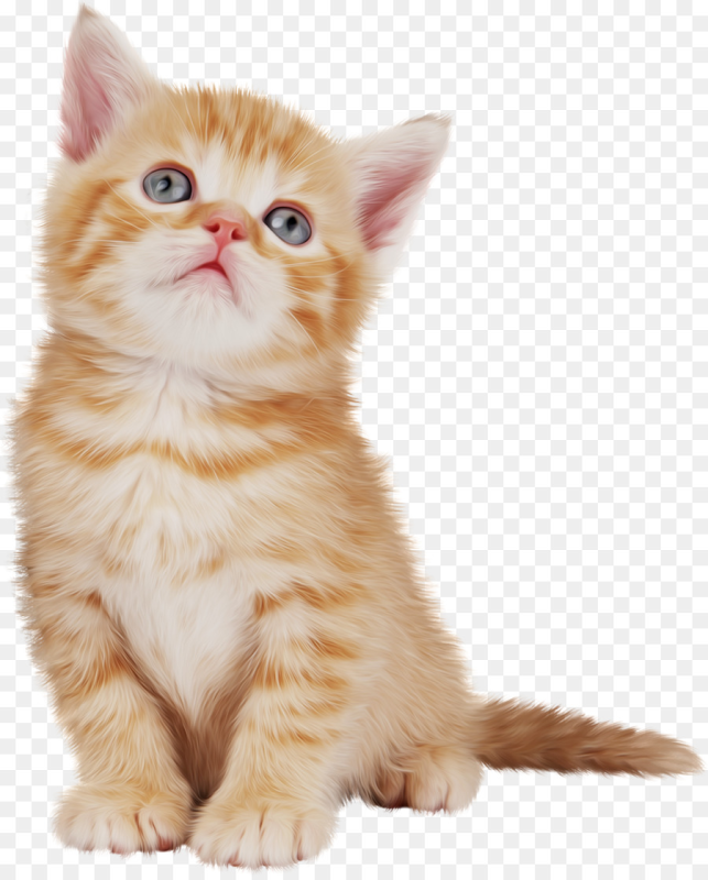 Котенок на прозрачном фоне