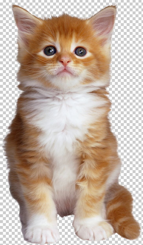 Котенок на прозрачном фоне