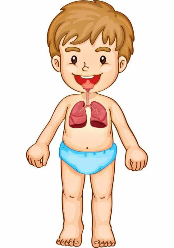 Части тела для детей