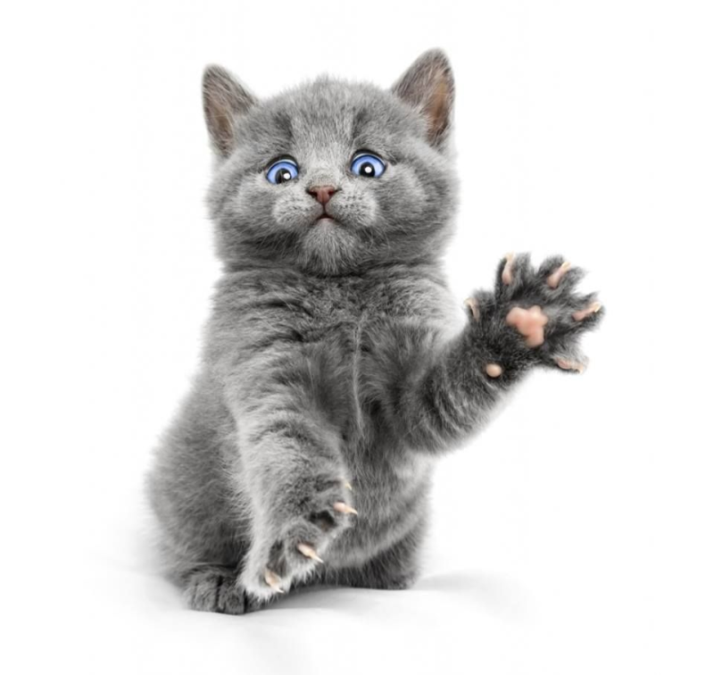 Котенок на прозрачном фоне