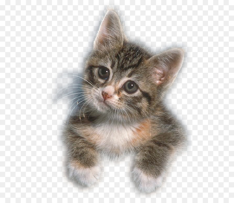 Котенок без фона