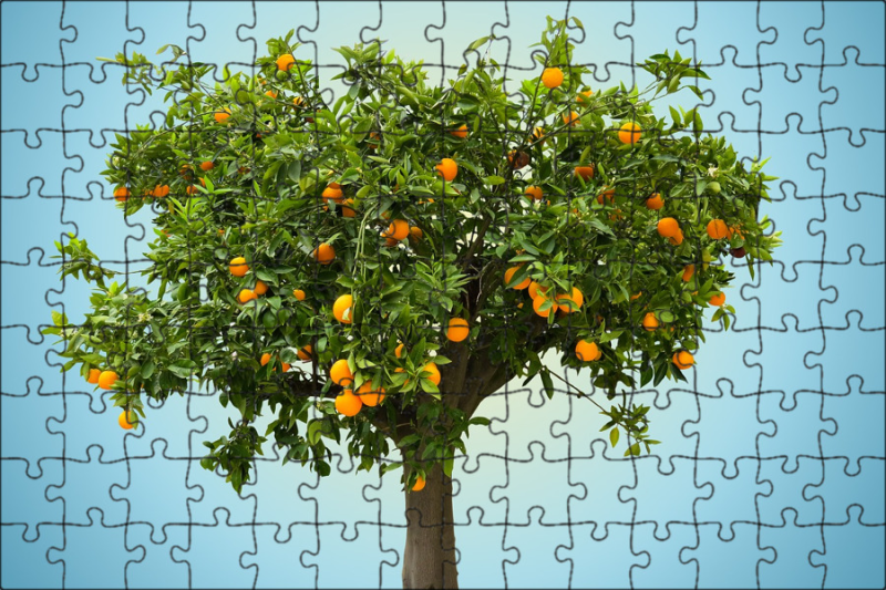 Гном апельсиновое дерево ( Dwarf Orange Tree, Австралия, США )